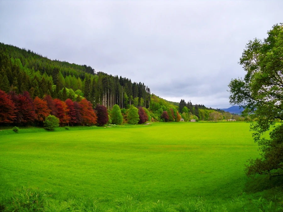 A green field with trees in the background